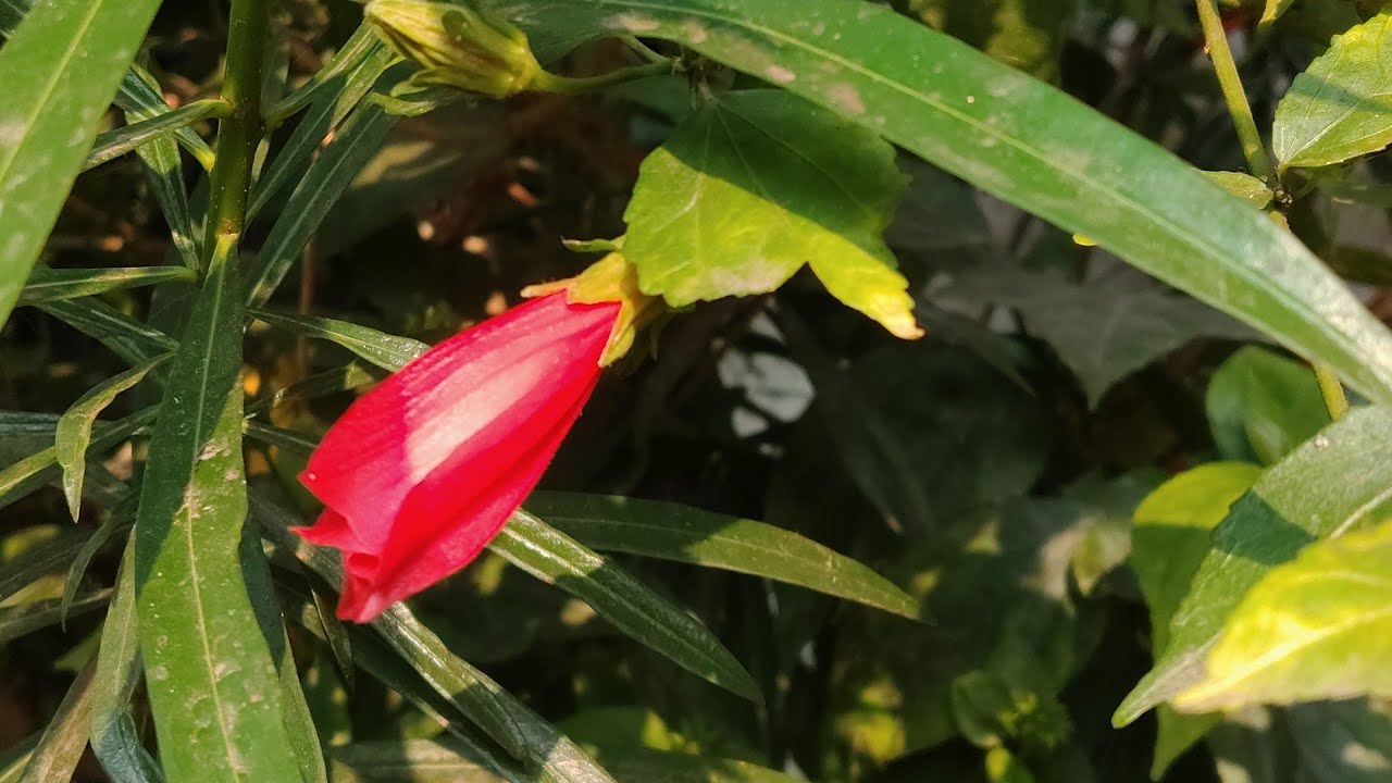 টুকরো করে কাছি আমি ডুবতে রাজি আছি তোমার খোলা হাওয়ায় ❤️❤️❤️❤️❤️❤️❤️❤️।
