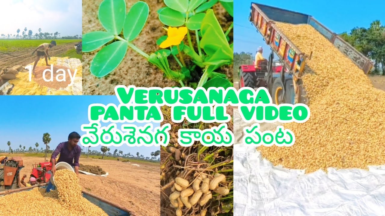 ||Verusanaga ||🥜🥜|| kaya panta sagu || 🥜🥜||(వేరుశెనగ పంట)|| full video and village gopuvanipalem 