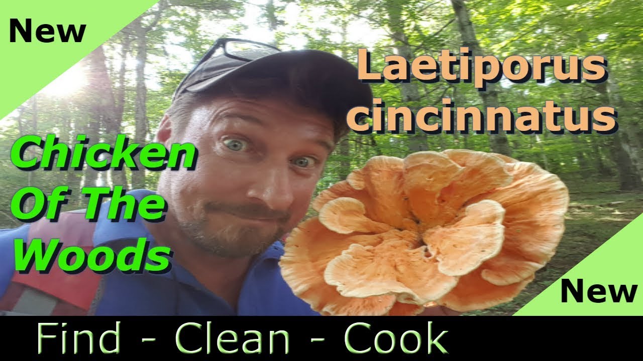 Find clean cook Chicken of the woods! (Laetiporus Cincinnatus) New 2018 Identification