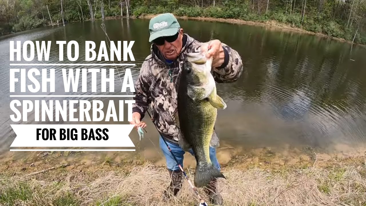 How to Bank fish with a Spinnerbait for big Bass