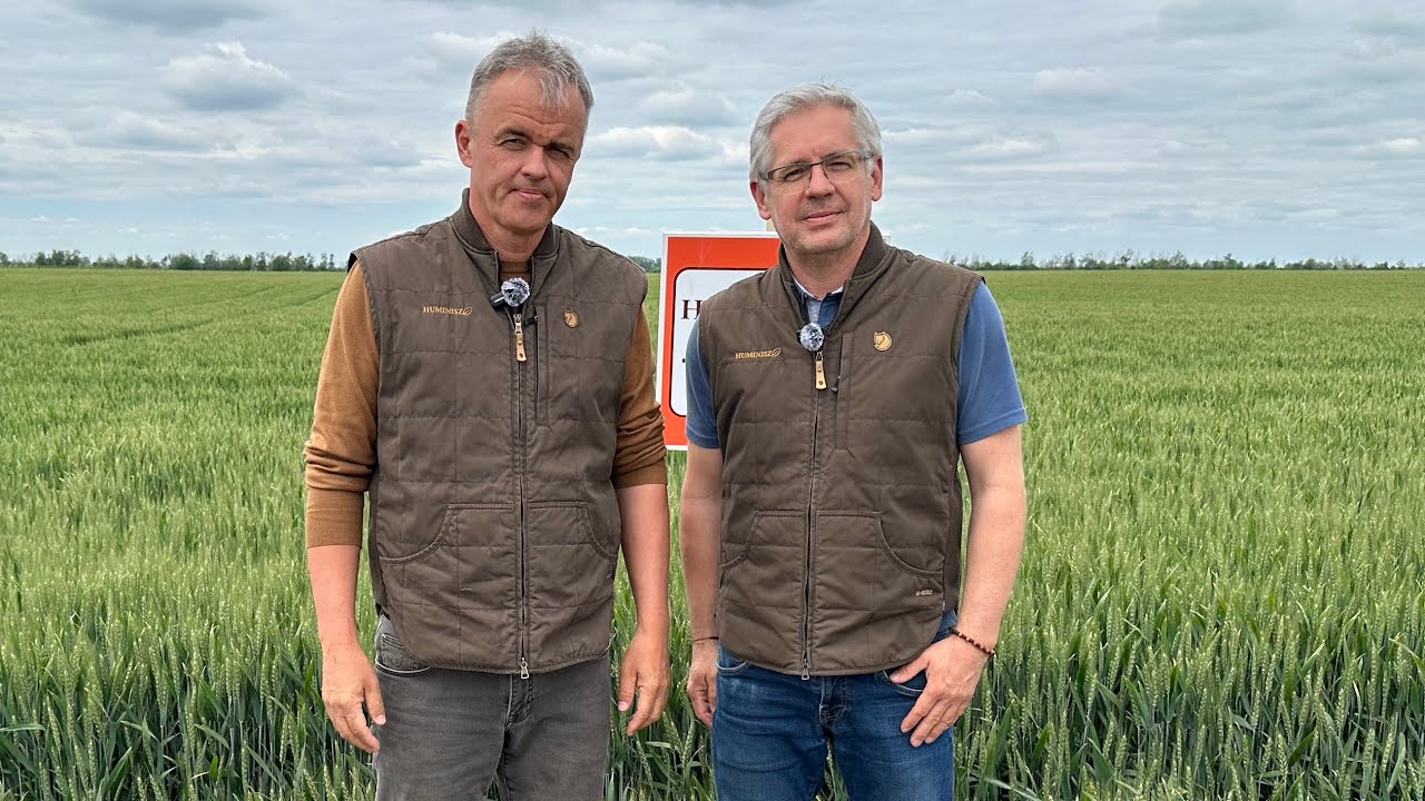 Must&aacute;r &eacute;s őszi b&uacute;za Huminisz technol&oacute;gi&aacute;val - Moroko-Farm Kft.