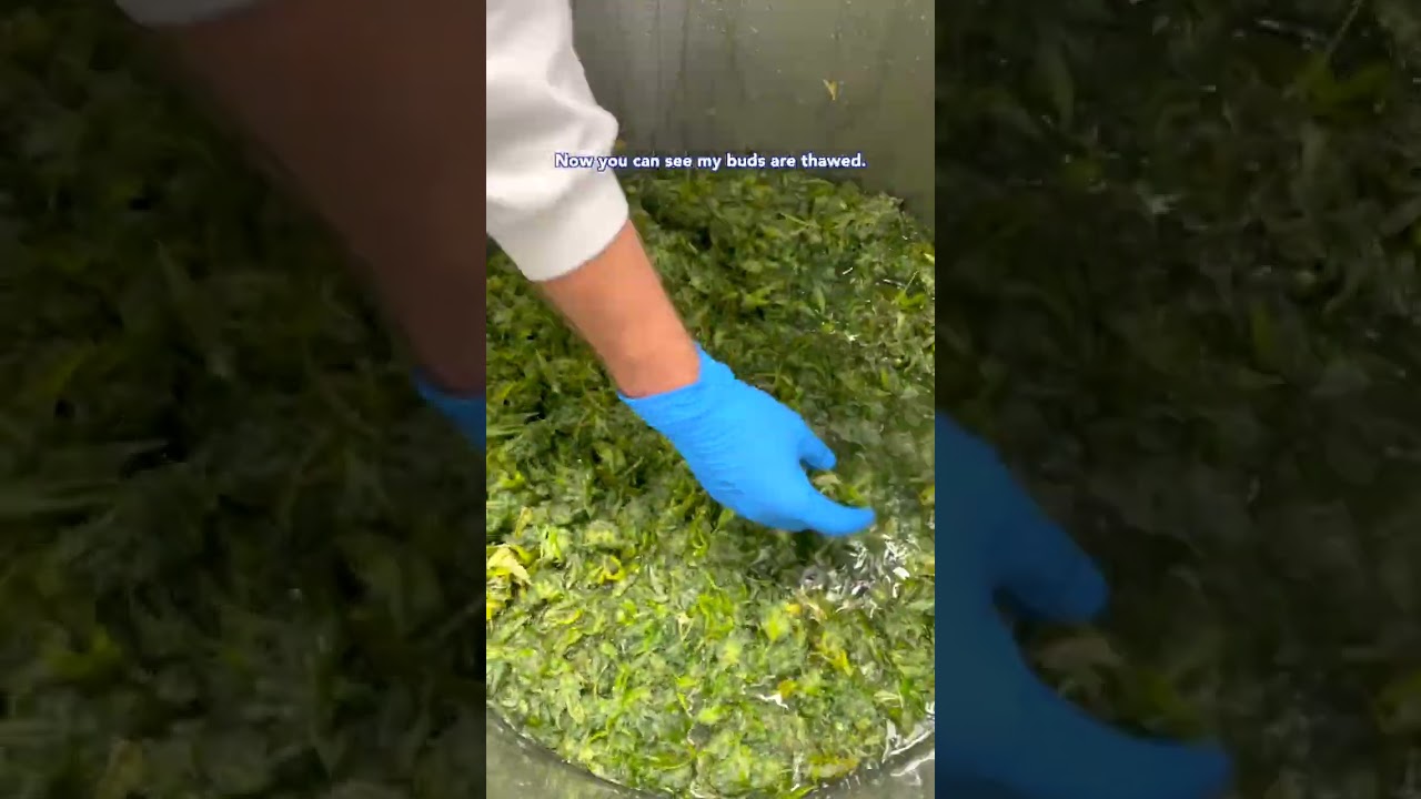 Making Bubble Hash? Thaw Your Fresh Frozen Biomass First.