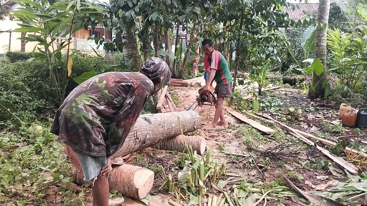 Belah slo tapi pasti belah harus sabar pohon kelapa bedogol