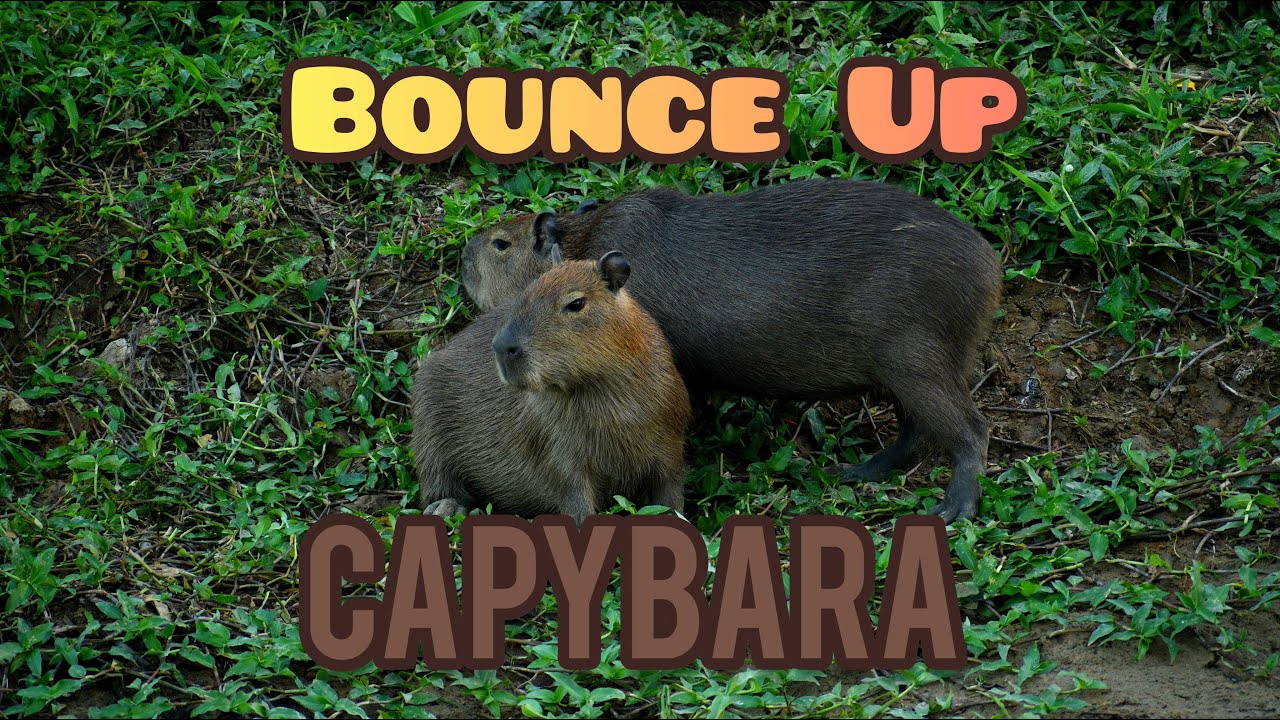 Bounce Up: Capybara (Hydrochoerus hydrochaeris) #trinidadandtobago #capybara
