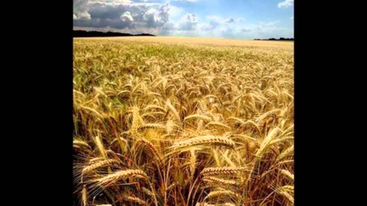 Poema Destinado a Haver Domingo
