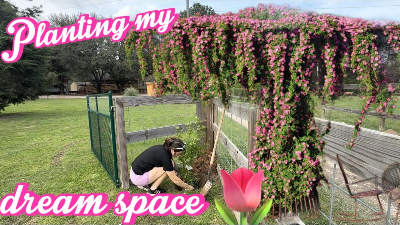 Высаживаем кусты ласточкиной моркови! 🌹