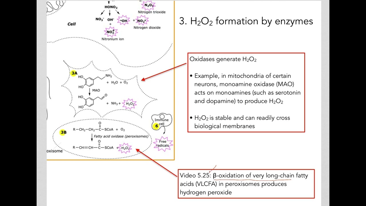 8.8 Oxidative stress