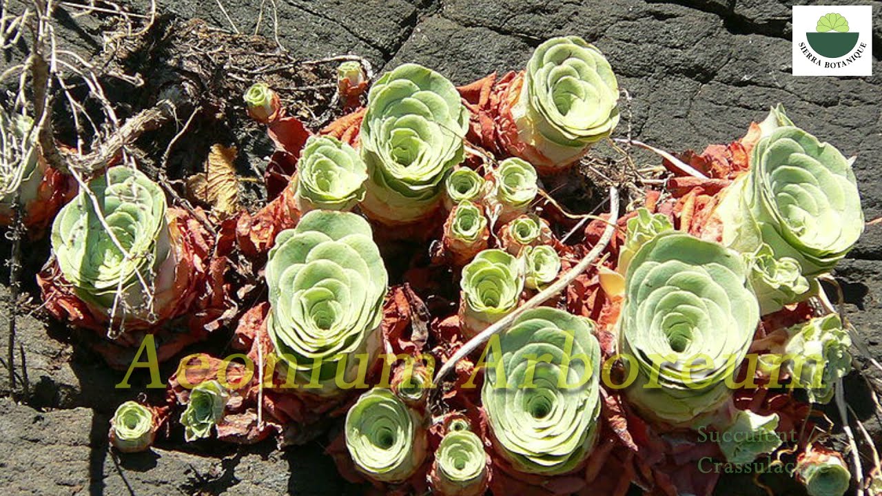 AEONİUM TÜRLERİ - 167 İsimli Tür Fotoğrafı / Espèces, Le genre Sukulent #sierrabotanique