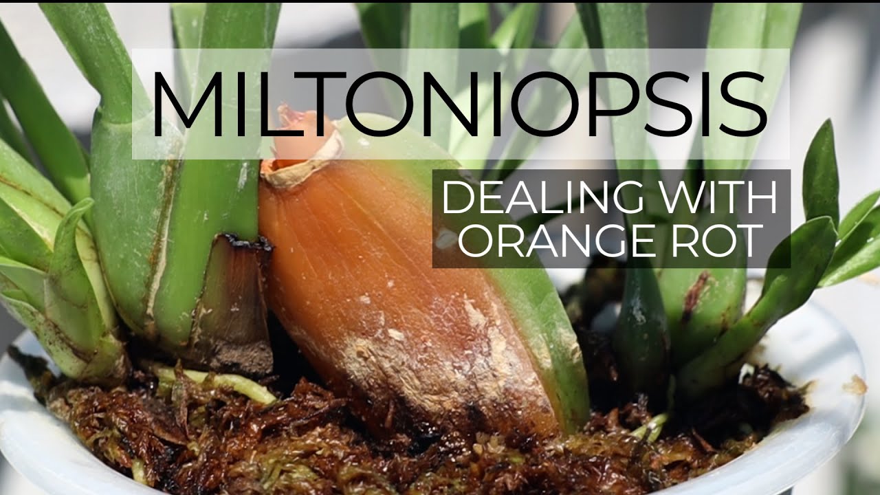 Dealing with Orange Rot + What to do After the Blooms Fade || Miltoniopsis Orchid Care