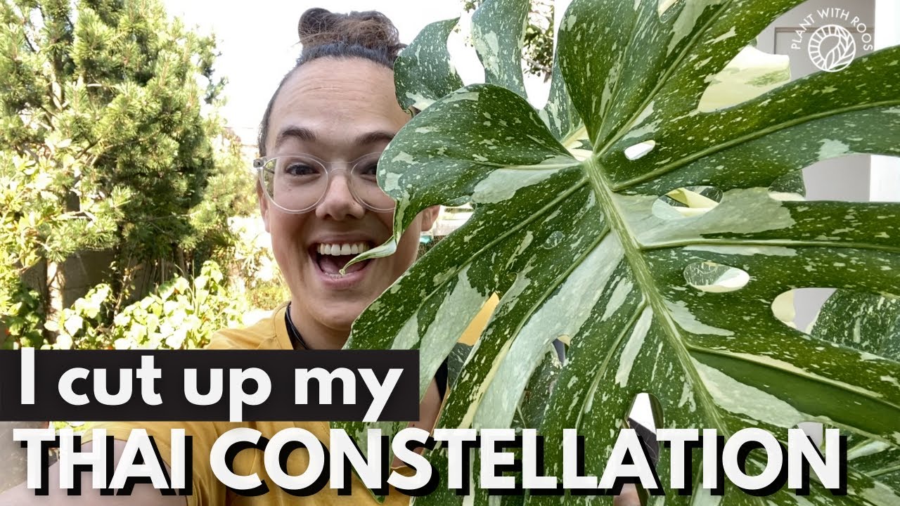 Thai constallation propagation - with updates! | Plant with Roos