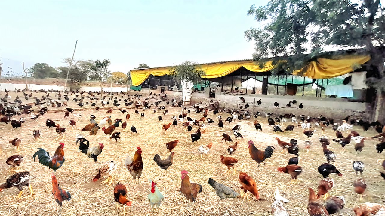 1 Acre Free Range Desi Poultry by Suryavir