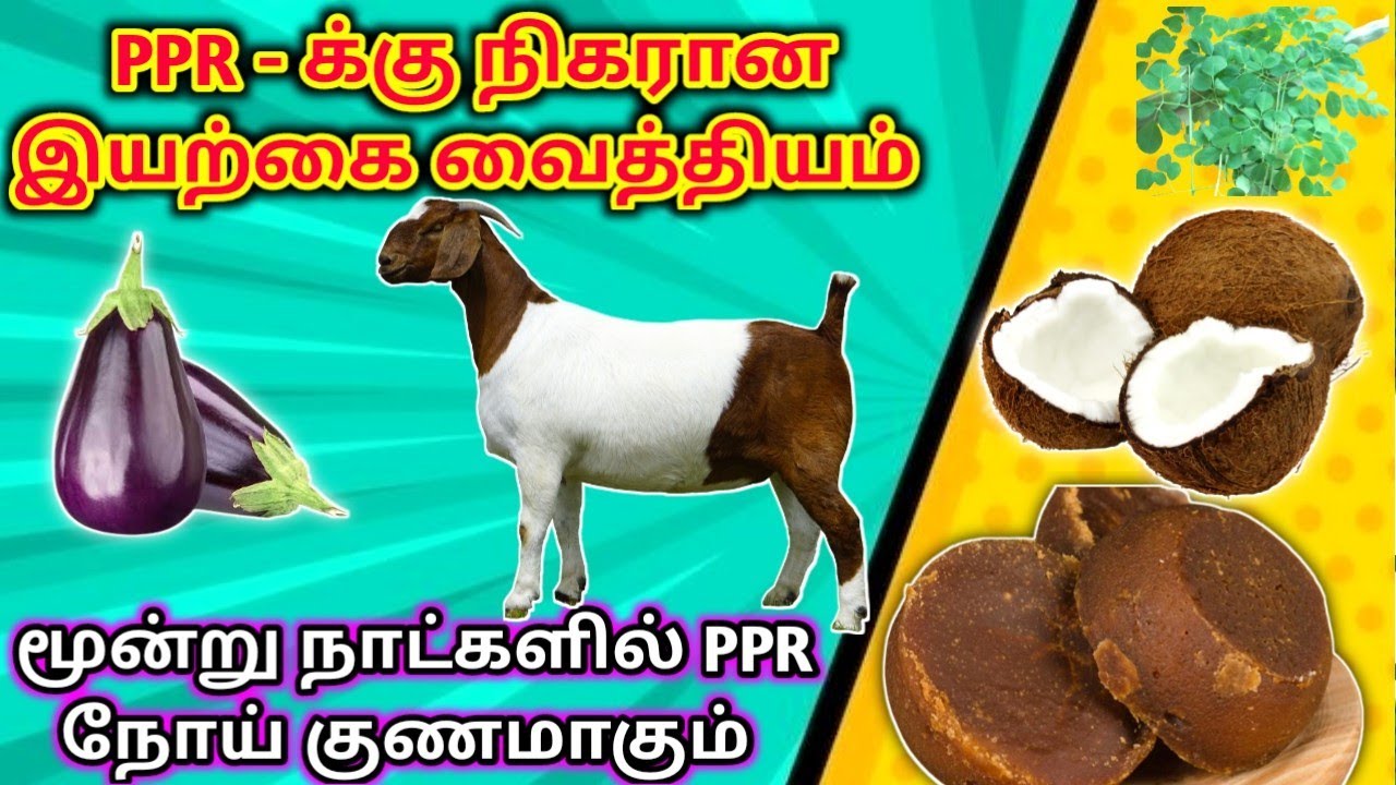 PPR - Vaccine இனி வேண்டாம்| மூன்று நாட்களில் PPR நோய் குணமாகும்| நிகரான இயற்கை வைத்தியம்| ரகசிய முறை