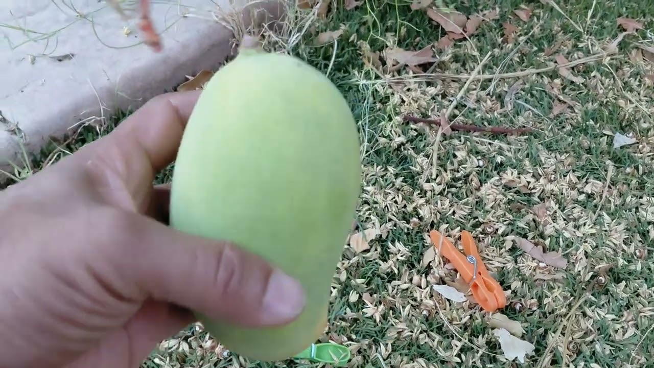 Picking Lemon Zest mangoes 2025