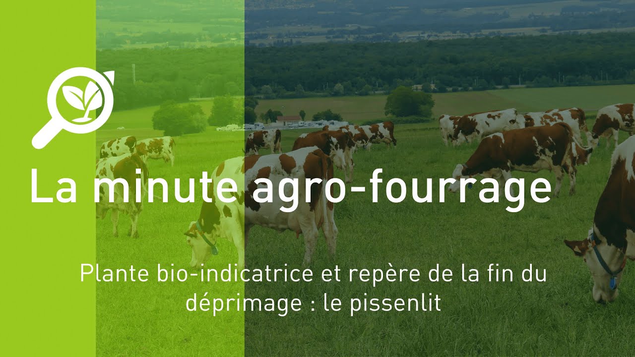 Plante bio-indicatrice et repère de la fin du déprimage : le pissenlit