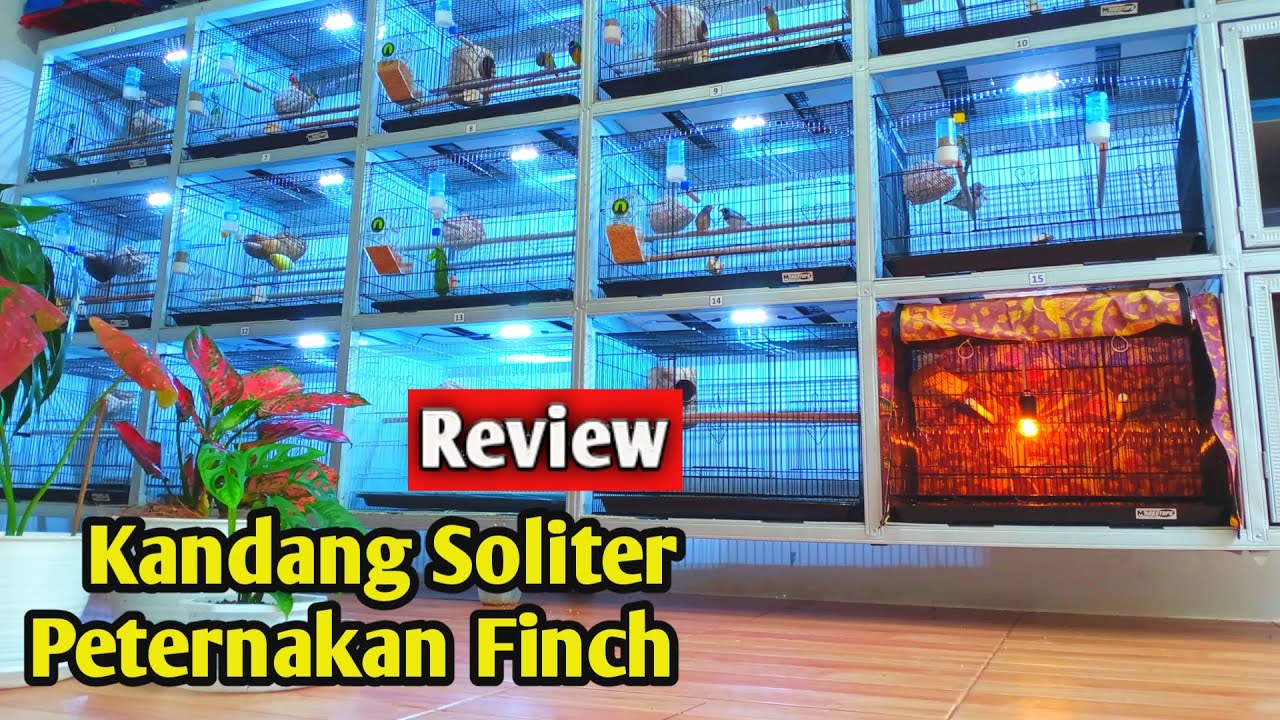 Review kandang soliter peternakan finch - SS Aviary