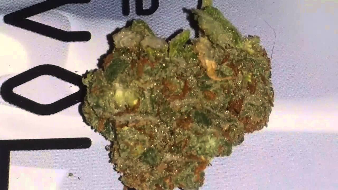 CRITICAL MASS colorado medical marijuana review