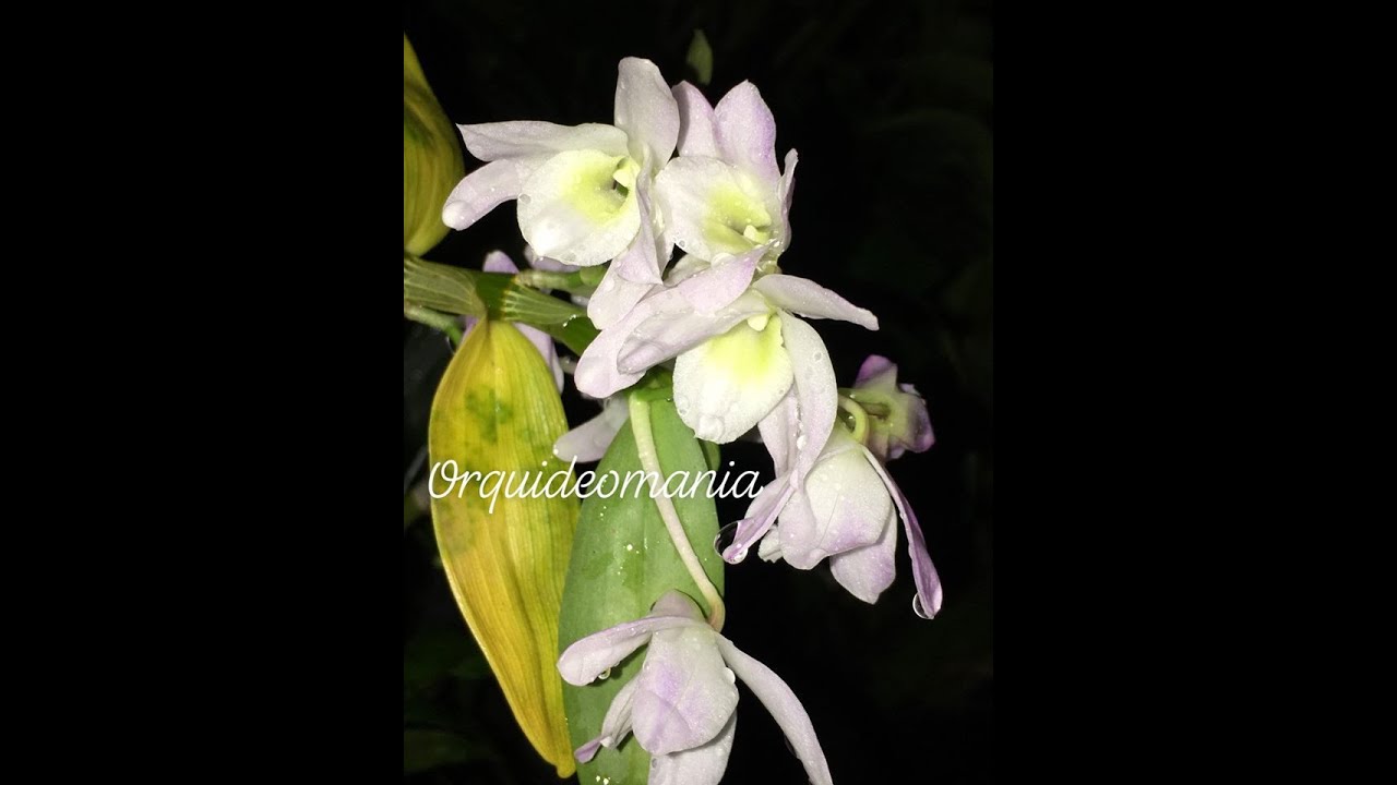 DENDROBIUM NOBILE, SAIBA CULTIVAR SEM ERRO!
