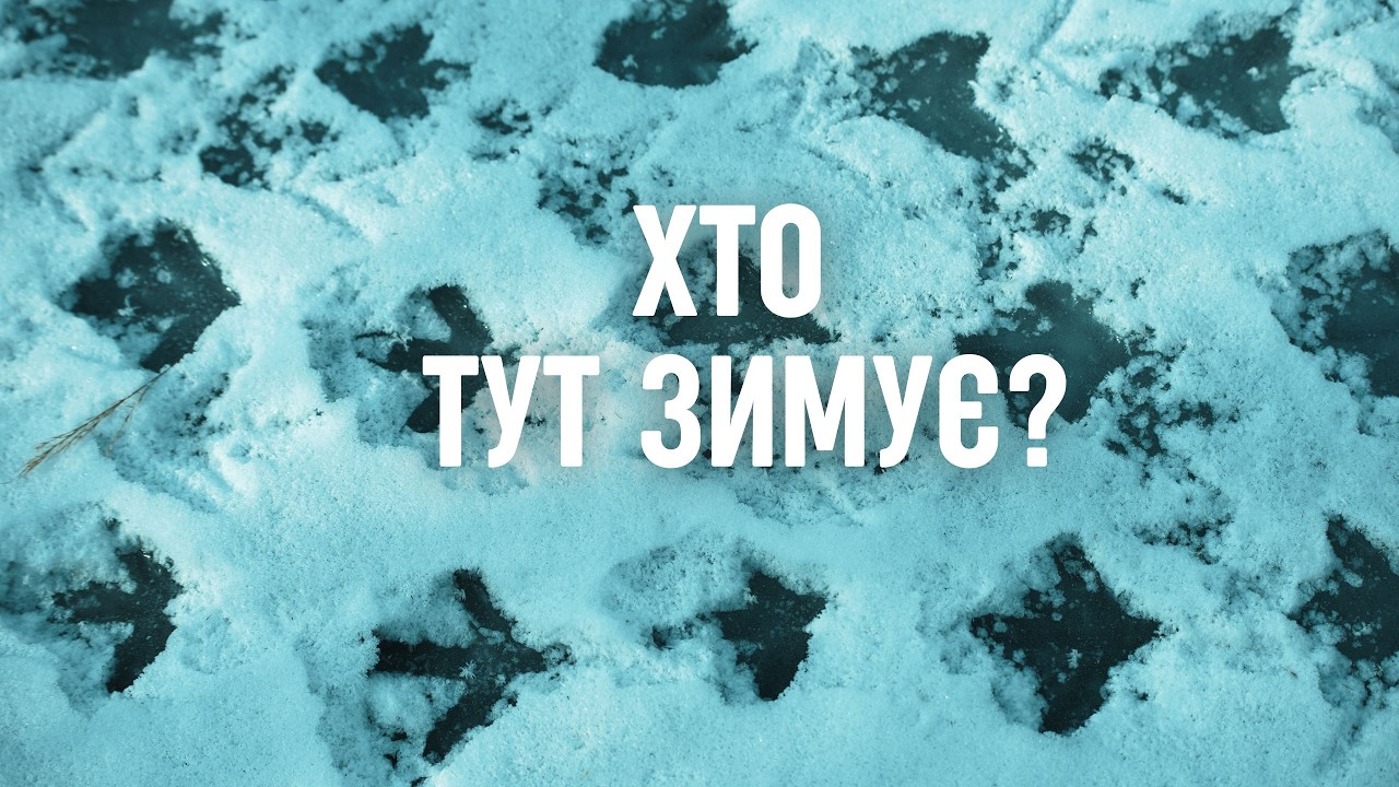 Хто у Великому лузі зимує?