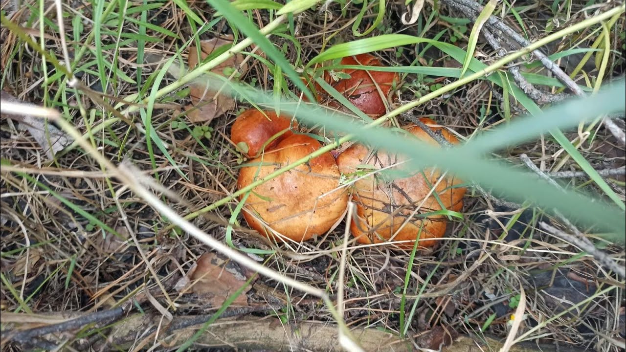 Нашли 