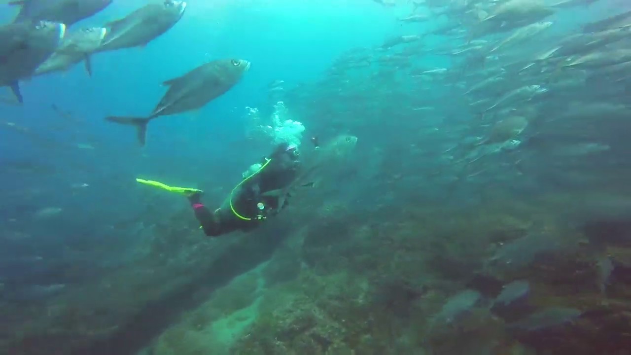 Lost in a School of Jacks and Then There is a MANTA!