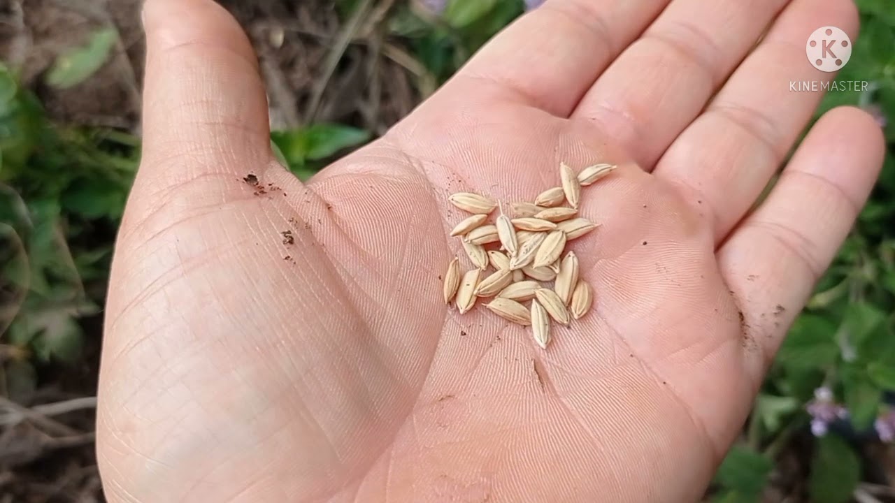 plantio de arroz criolo  agulhinha do sequeiro