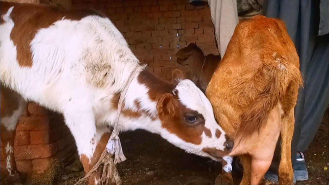 Cute Baby Cow Drinking Milk From Goat//Daily vlog
