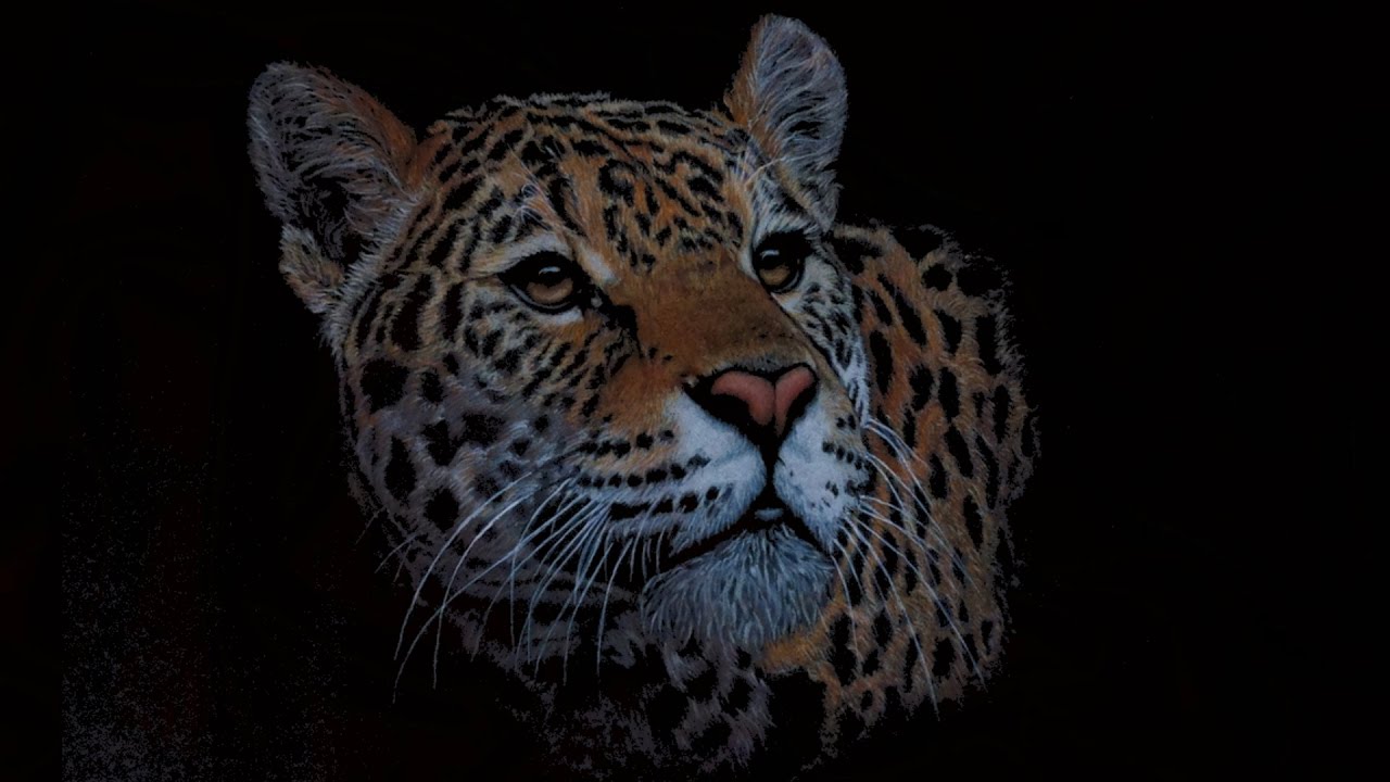 Drawing a Tiger using colored pencils on black paper
