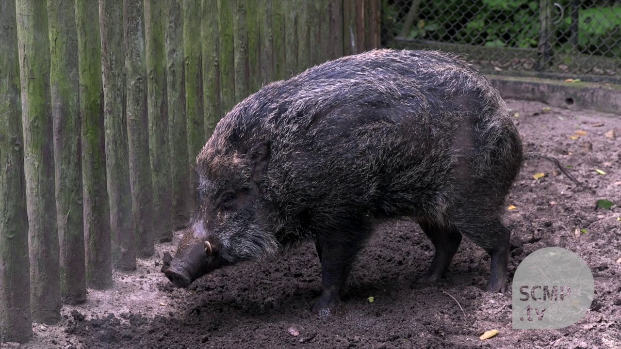Rescued animals, botanic gardens, and forest: Kadoorie Farm celebrates 60 years in Hong Kong