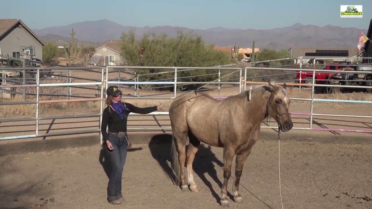 Leadership-Blizzards Southern Harley Missouri Fox Trotter