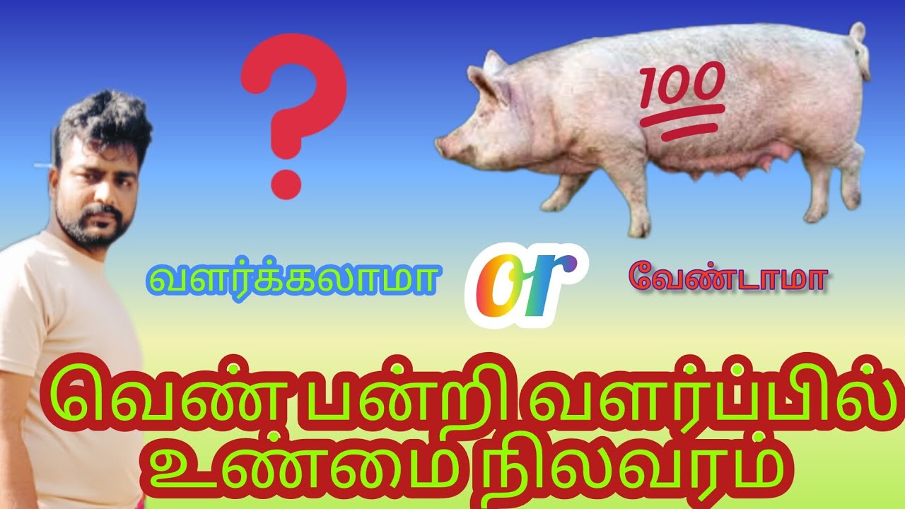 வெள்ளை பன்றி வளர்ப்பு உண்மை நிலவரம் என்ன❓❓