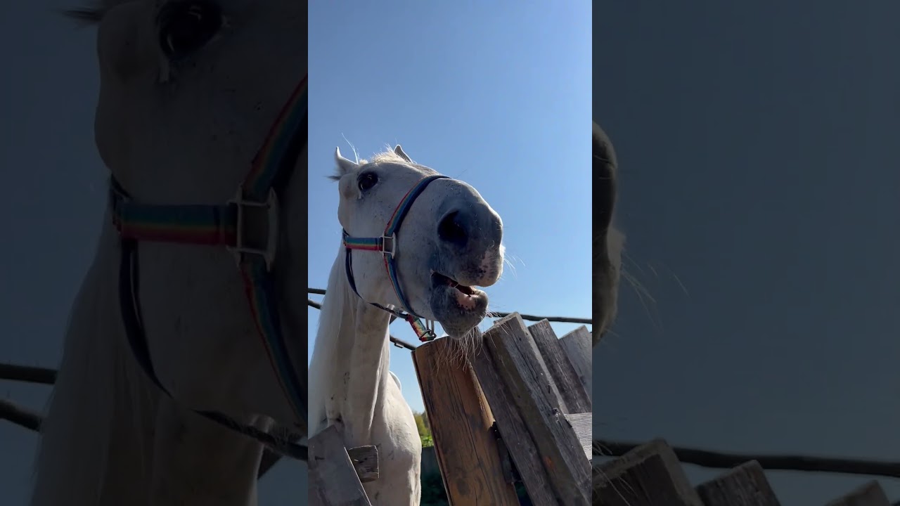 Хрусть Так жует белый конь