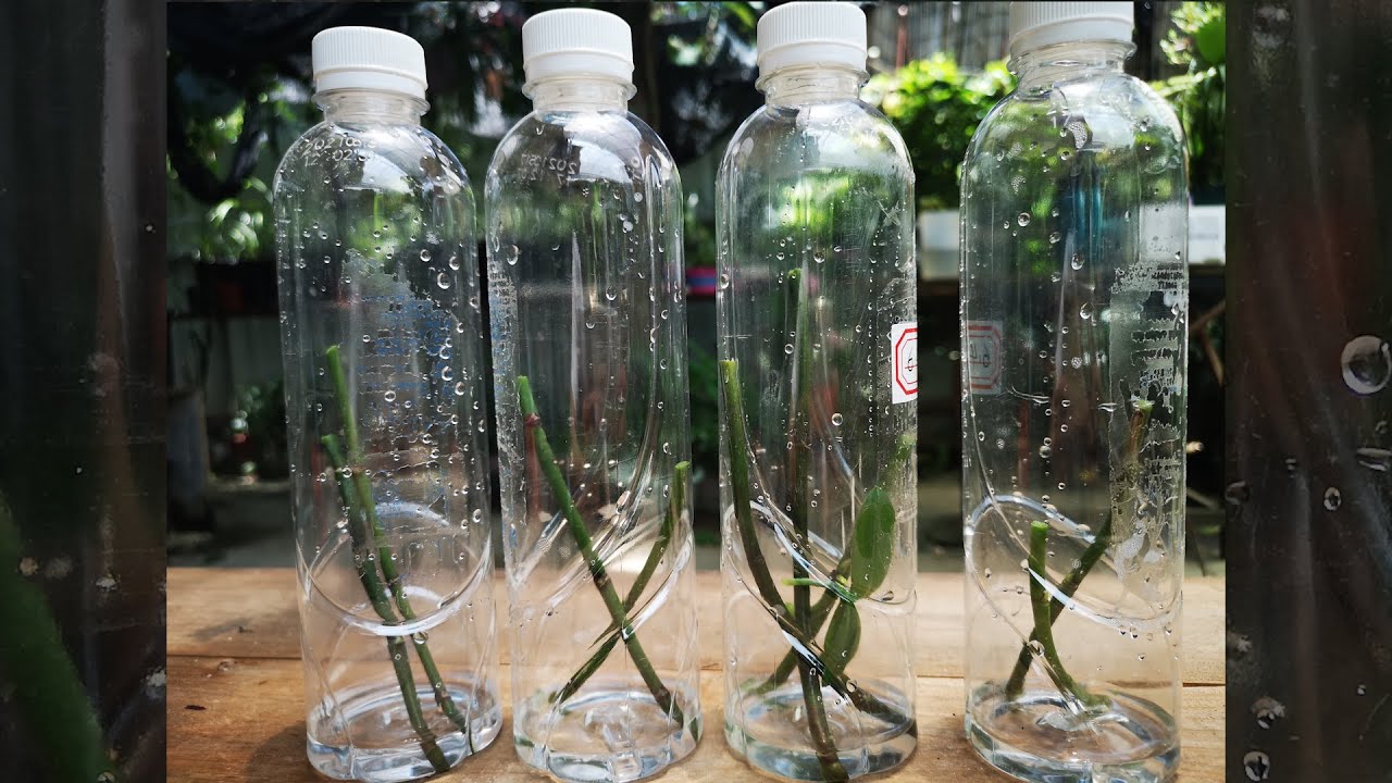 蝴蝶兰花梗繁殖，巧用几个塑料瓶，新手也能轻易成功！