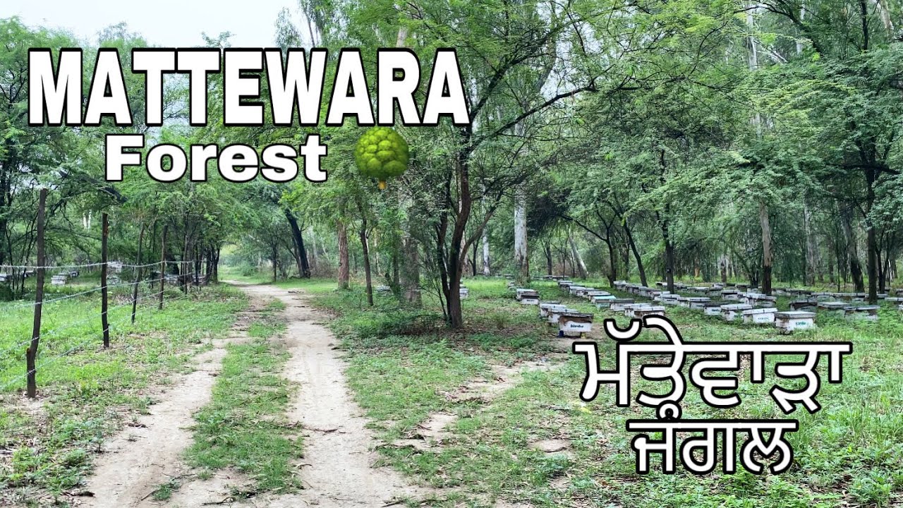 MATTEWARA FOREST || ਮੱਤੇਵਾੜਾ ਜੰਗਲ || near to LUDHIANA city..lungs of Ludhiana