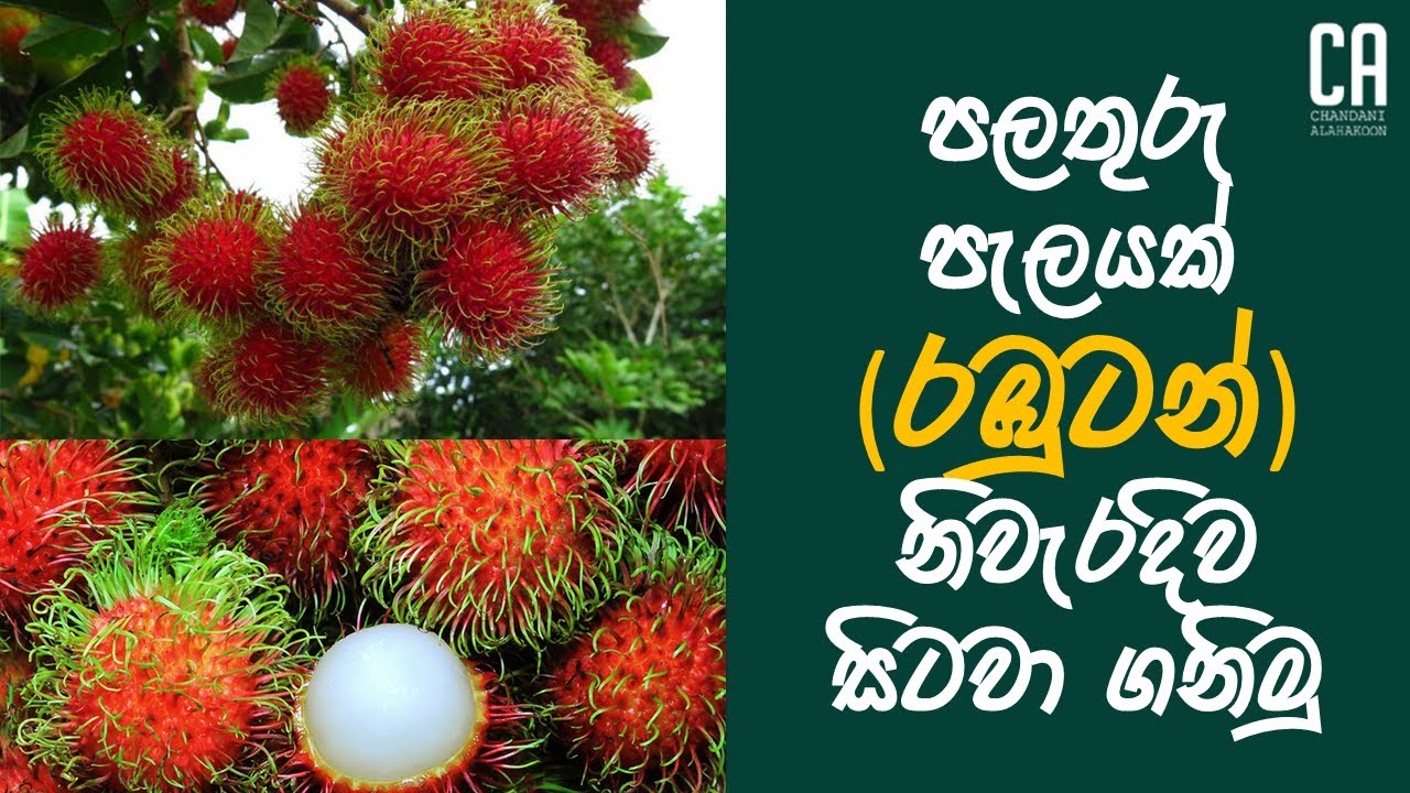 පලතුරු පැලයක් (රඹුටන්) නිවැරදිව සිටවා ගනිමු | Properly planting a fruit plant