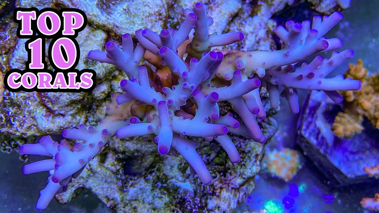 My Top 10 Favorite Corals