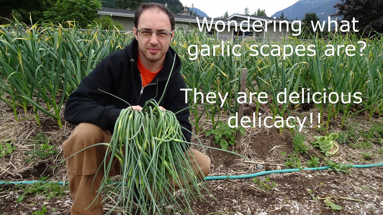 How to harvest garlic scapes to help ensure bigger bulb size!