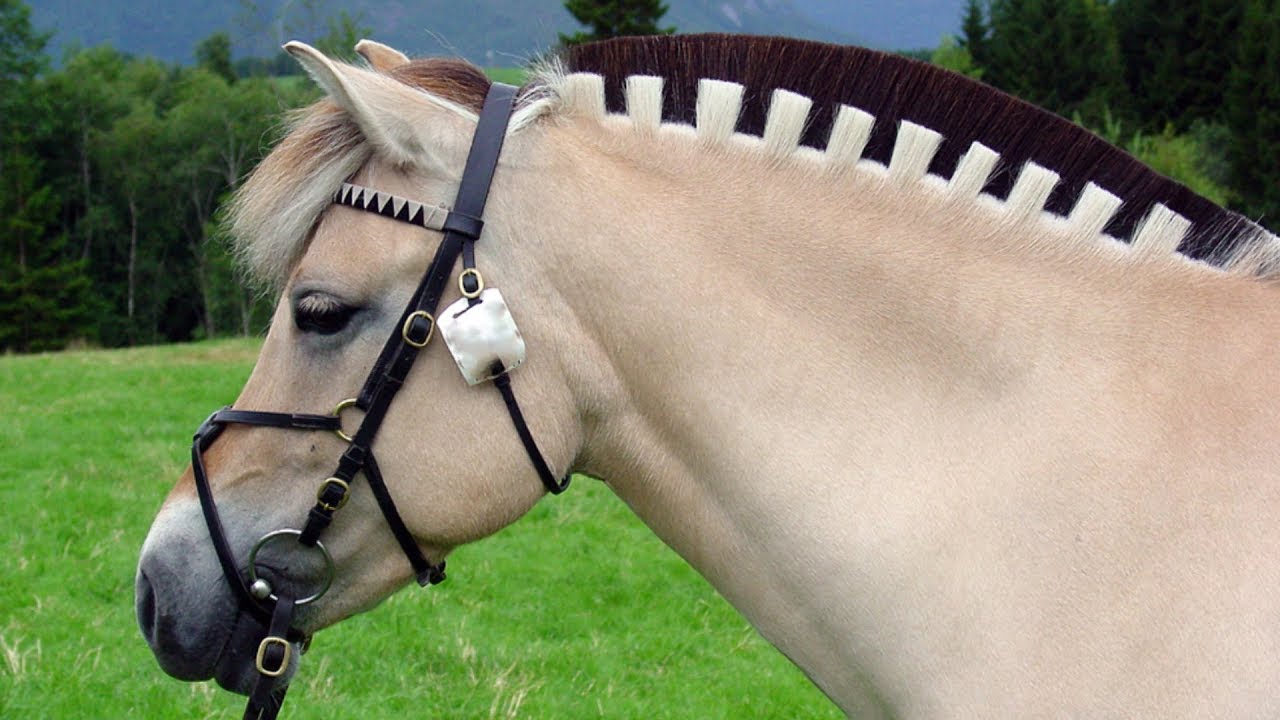 Norwegian Fjord Horses | Beautiful Thor(ed) Or Frozen