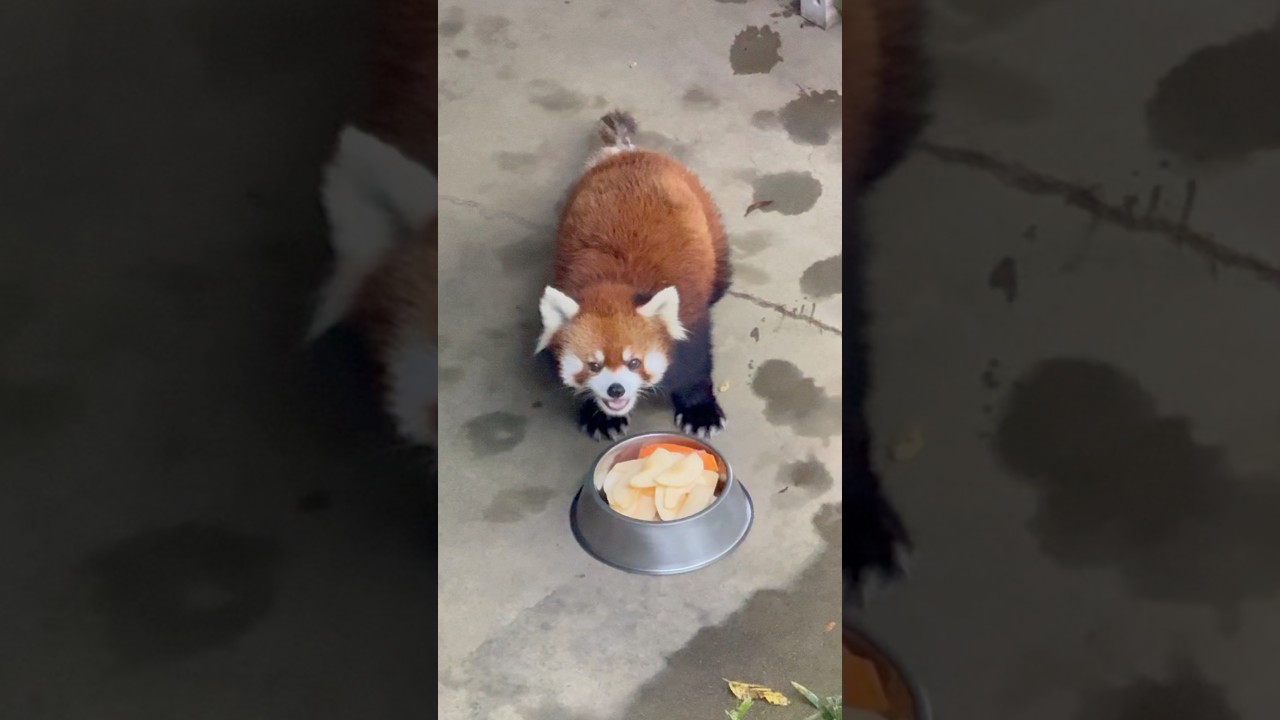 ミンファさんのお食事1😋202411 #レッサーパンダ #redpanda #鯖江市西山動物園