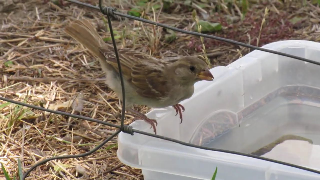 Pardal e canários - House Sparrow and Saffron Finch