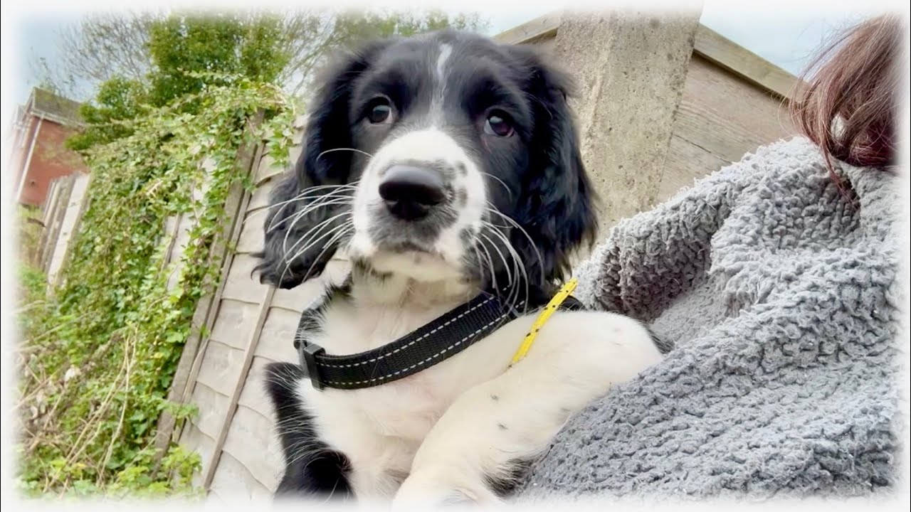 Ella is mind-blown 🤣 | New Springer puppy Ep. 9