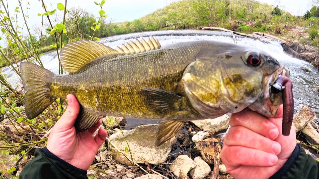 Fishing Ned Rigs for Big River Smallies!