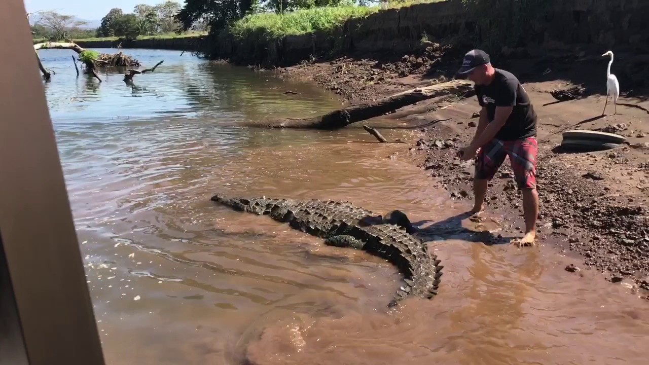 2017 CR, Tarcoles River Crocodiles