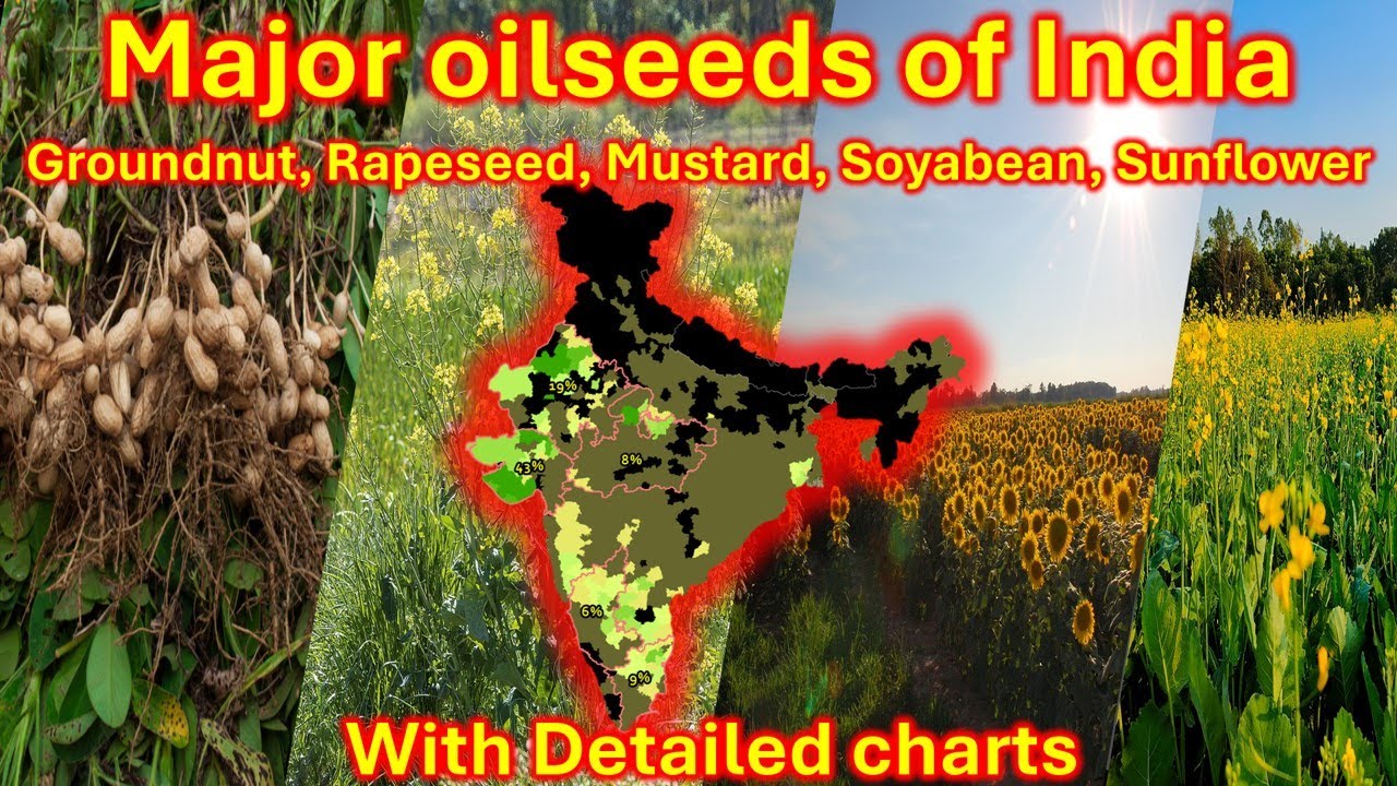 Major oilseeds: Groundnut, Rapeseed, Mustard, Soyabean, Sunflower &  cultivation conditions