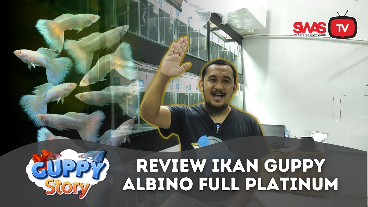 RIVIEW GUPPY ALBINO FULL PLATINUM YANG GAK ADA BERCAK