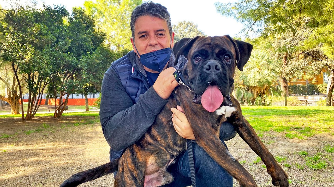 Este perro me está matando… por favor, sálvame!