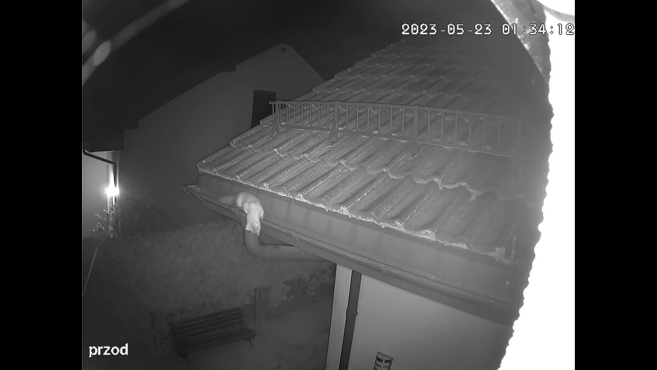 Kuna Gdańsk - Zaskakujące Wspinaczki Kuna Po Narożniku Budynku