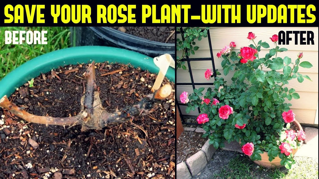 How To Save Your Dying Plant-With 65 Days Update