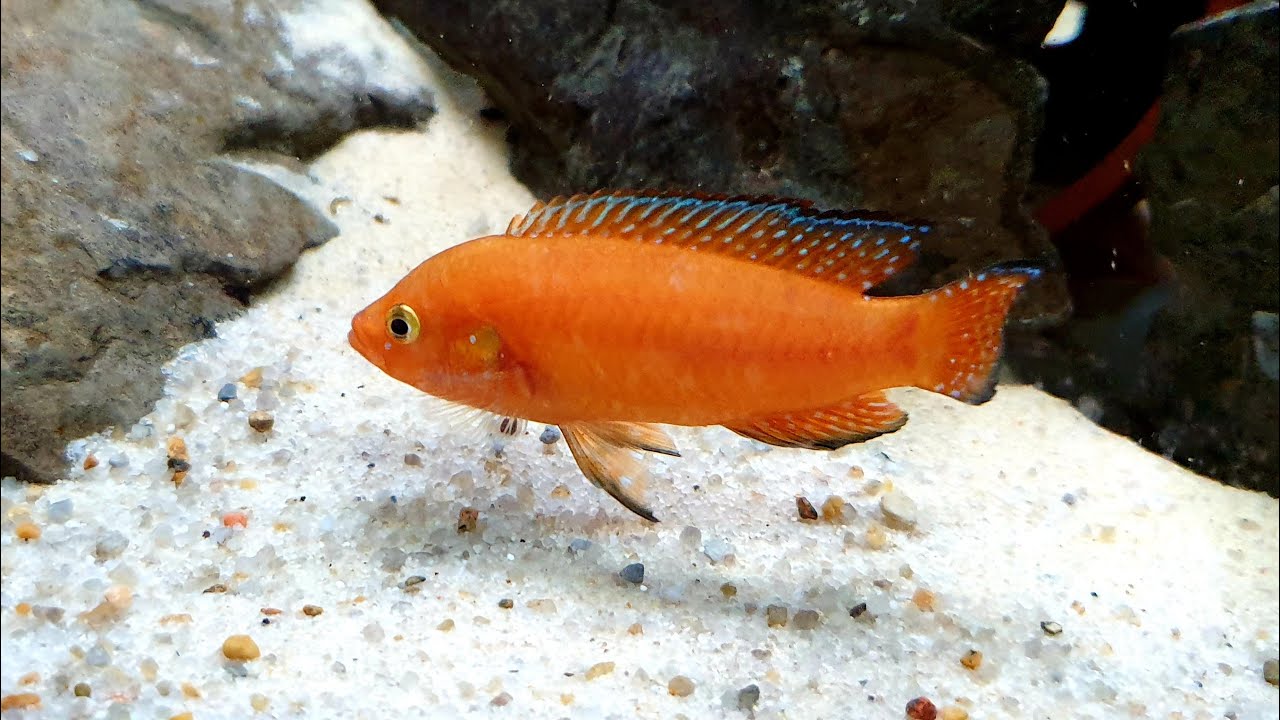 Hemichromis exsul Lake Turkana