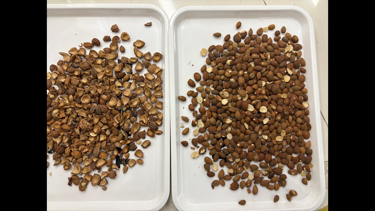 TOPSORT Almond AI color sorter with new deep learning technology