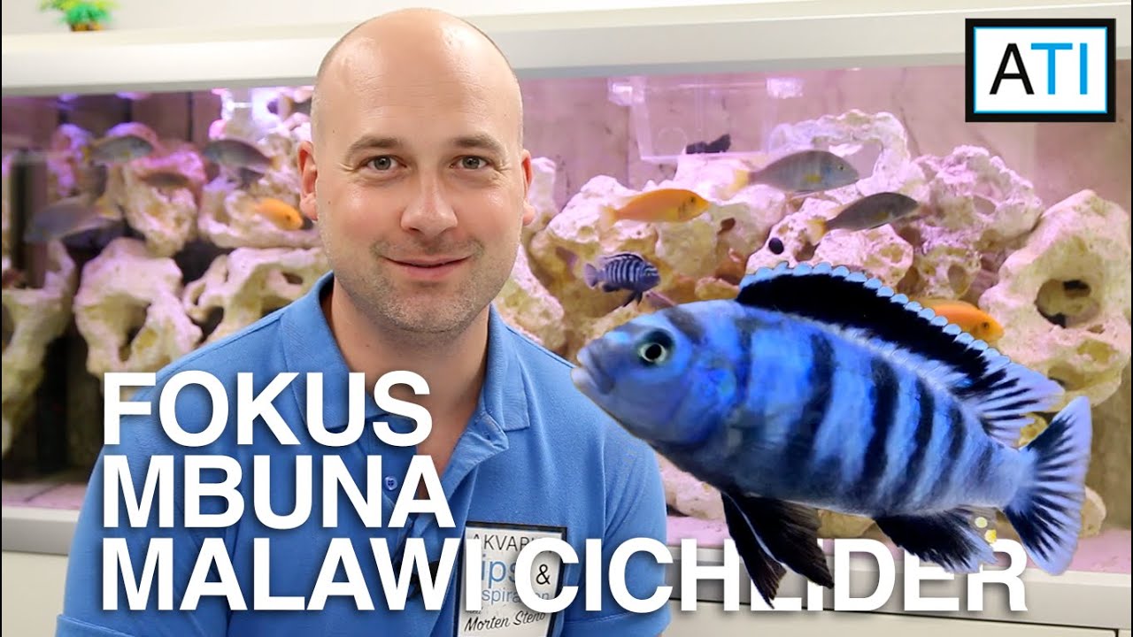 Fokus Mbuna Malawi cichlider (alt hvad du bør vide)
